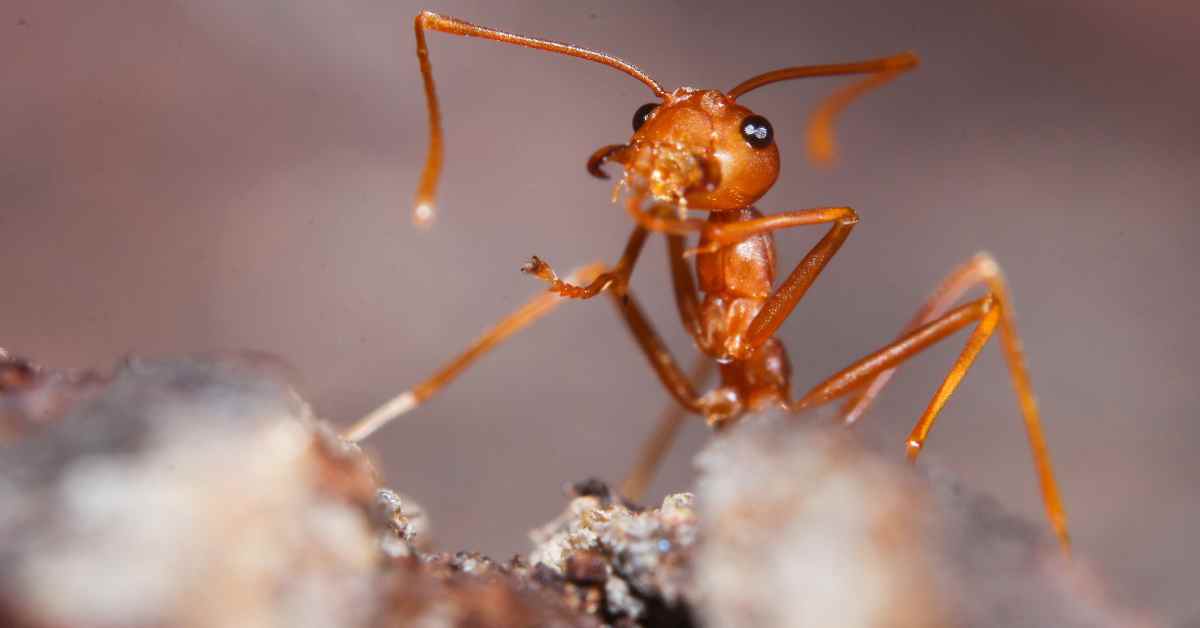 How Much Do Pet Ants Cost?