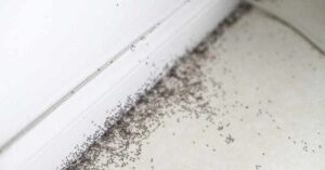 How to Get Rid of Ants in RV Walls?