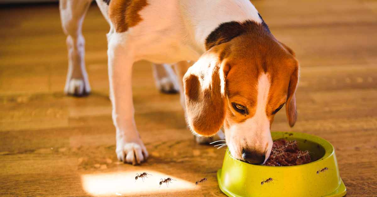 How to Keep Ants Away From Dog Food?