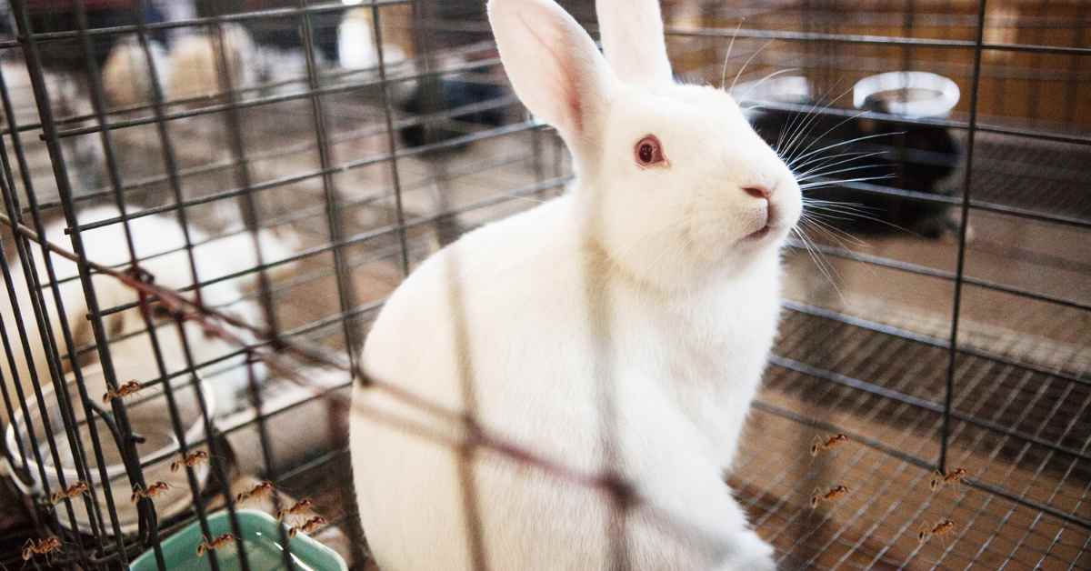 How to Keep Ants Away From Rabbit Cage?