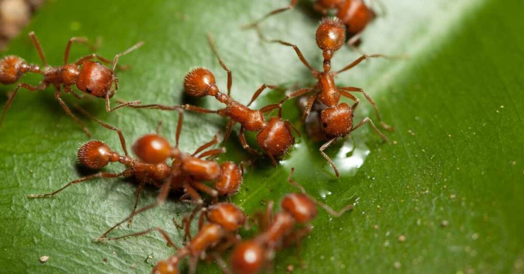 Types of Ants in Alabama