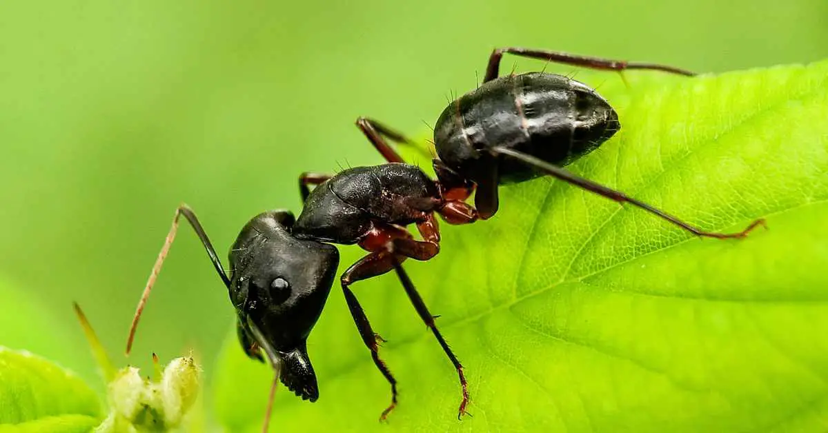 Types of Ants in Alaska