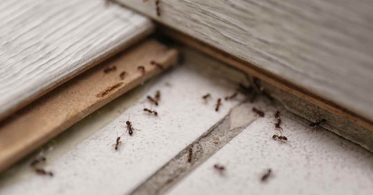 Types of Ants in Arizona