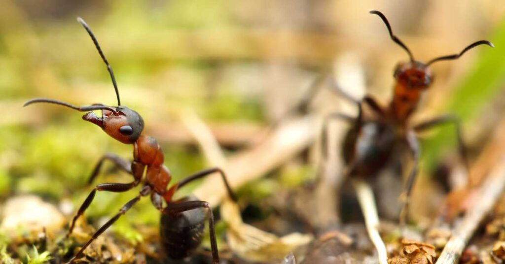 Types of Ants in Arkansas