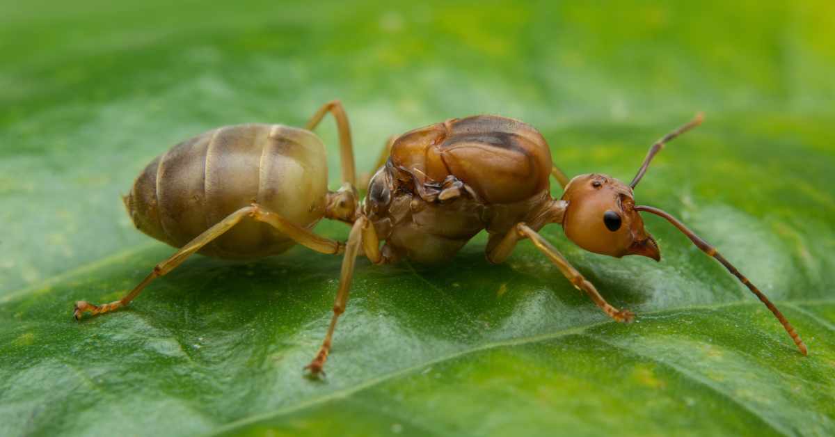 Types of Ants in Delaware