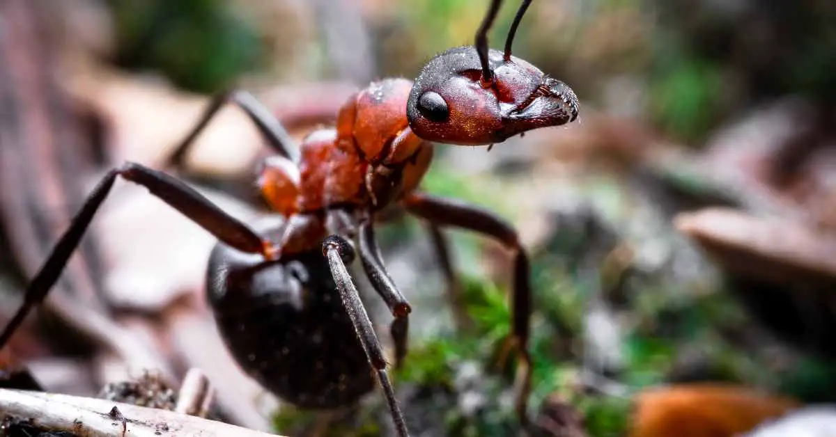 Types of Ants in Georgia