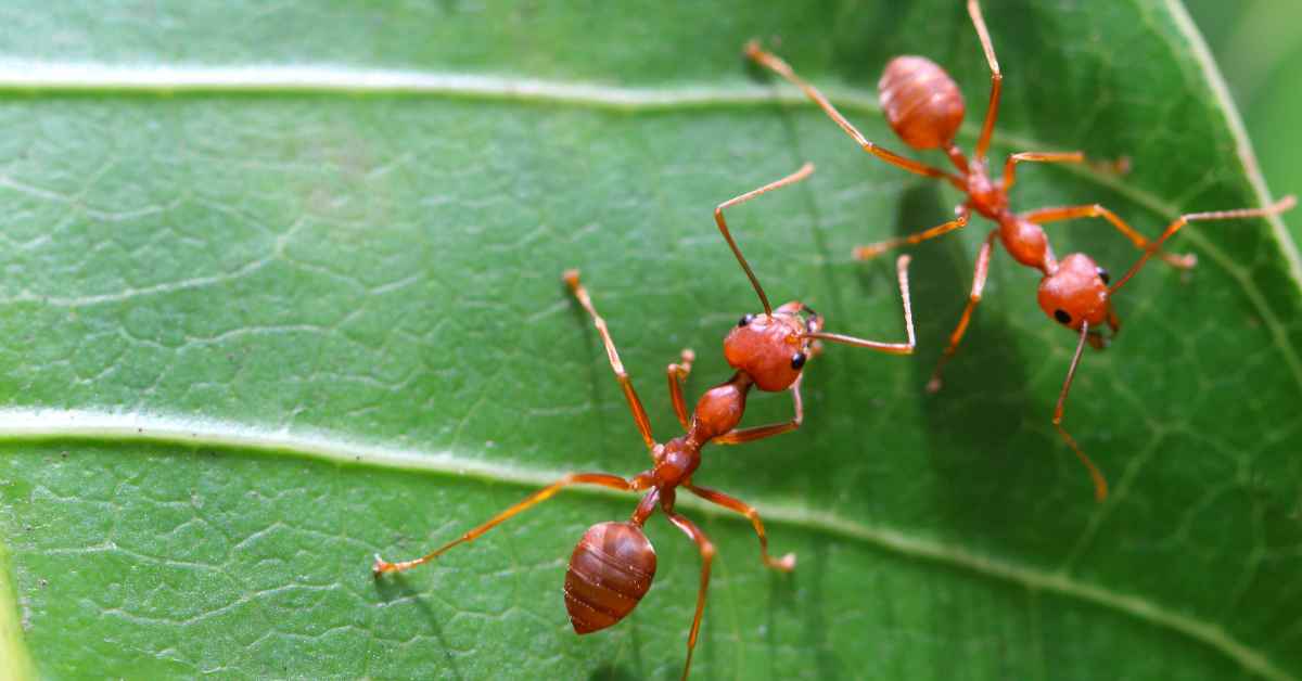 Types of Ants in Hawaii