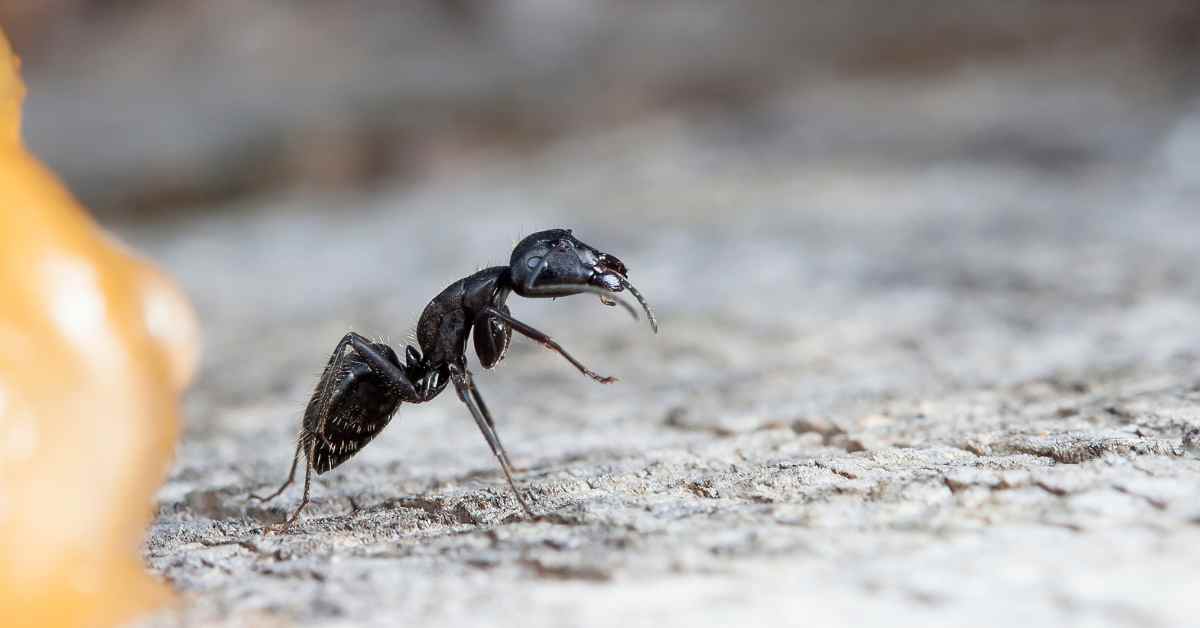 Types of Ants in Illinois