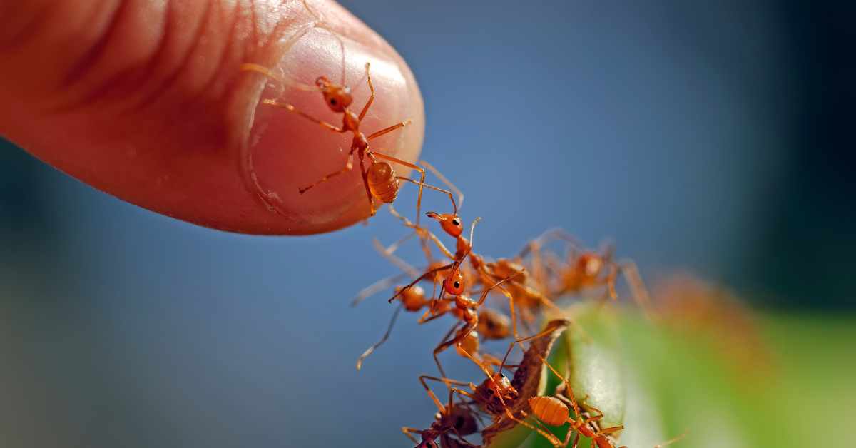 What If Humans Were The Size of Ants?