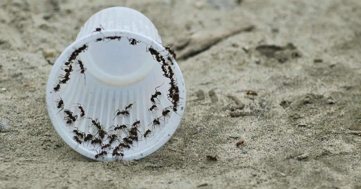 Why Are Ants So Annoying?