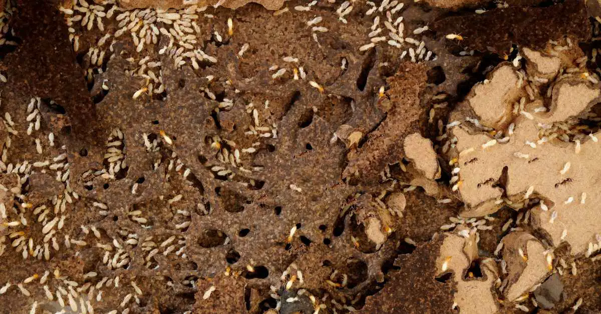 Are Small Black Ants a Sign of Termites?