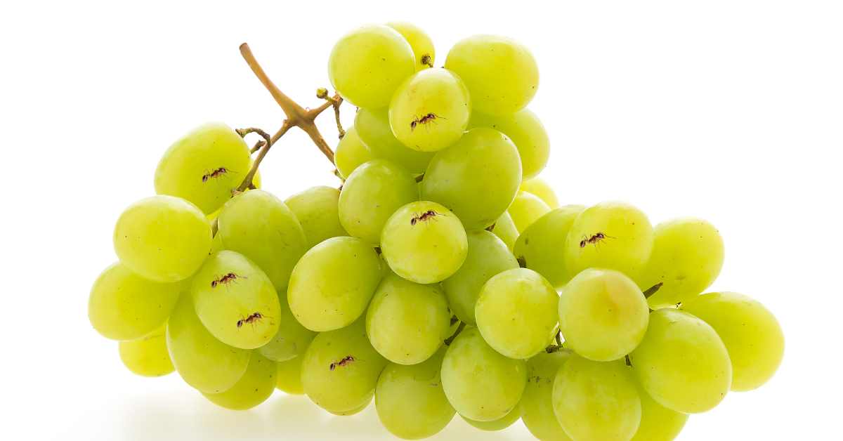 Can Ants Eat Grapes?