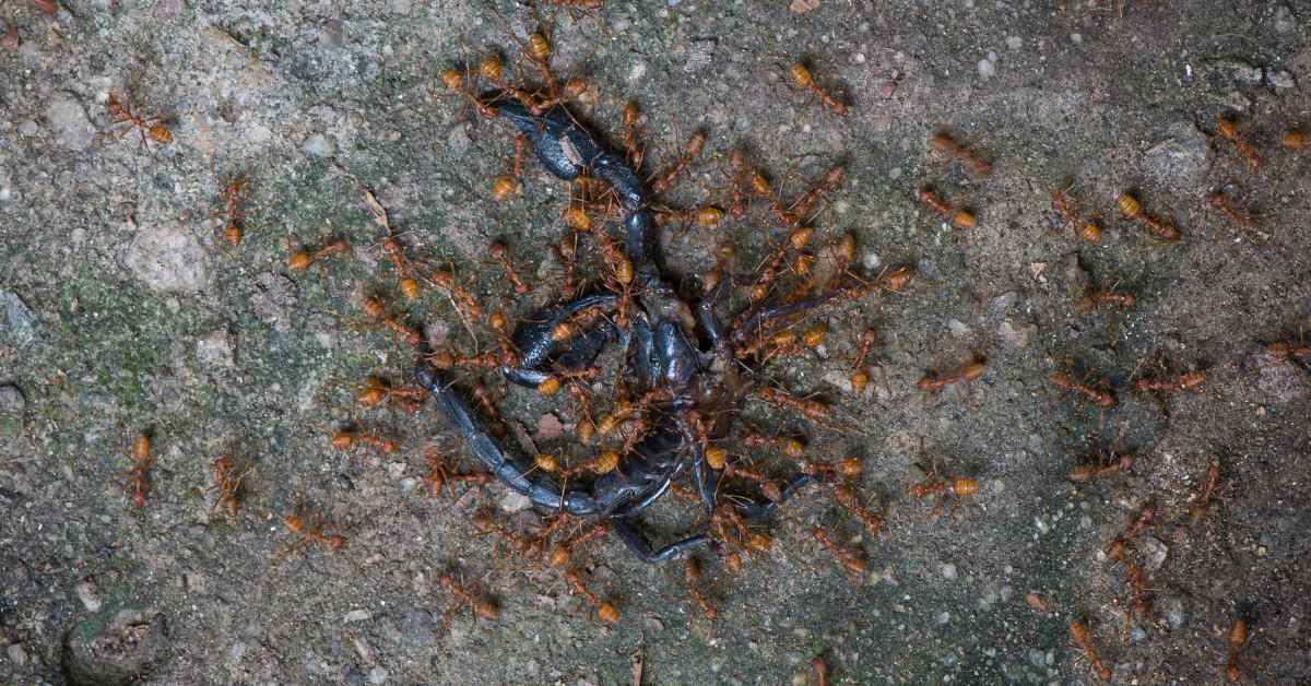 Can Ants Kill a Scorpion?