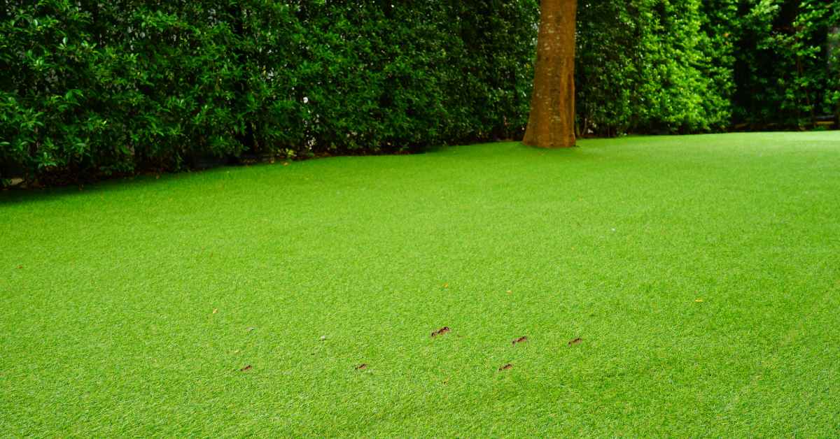 Can Ants Live in Artificial Grass?