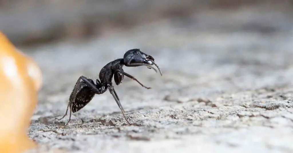 Can Ants Live in Space? (Explained)