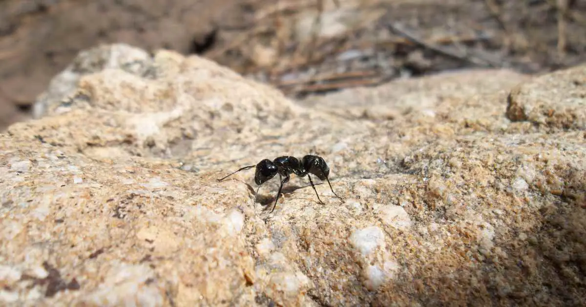 Can Ants Survive Terminal Velocity?