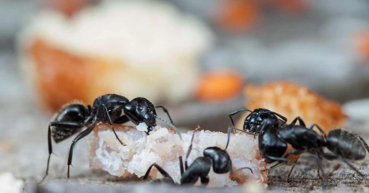 Can You Use Borax Substitute to Kill Ants?