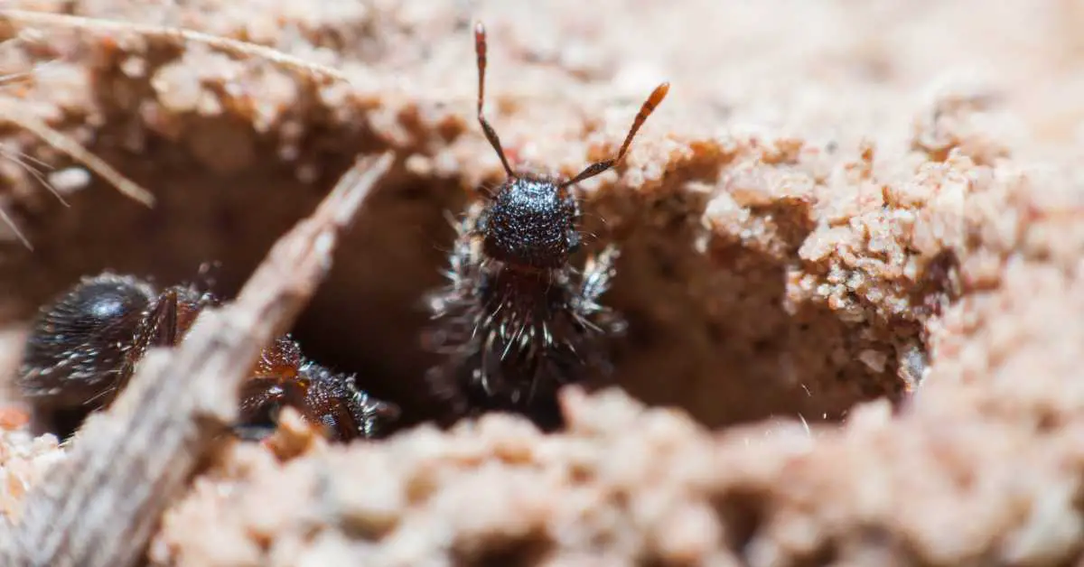 Do Ants Live Under Rocks?
