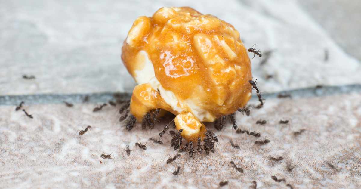 How Do Ants Break Down Food?