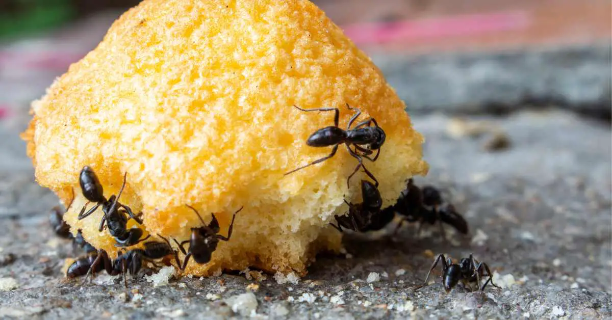 What Do Ants Eat For Breakfast?