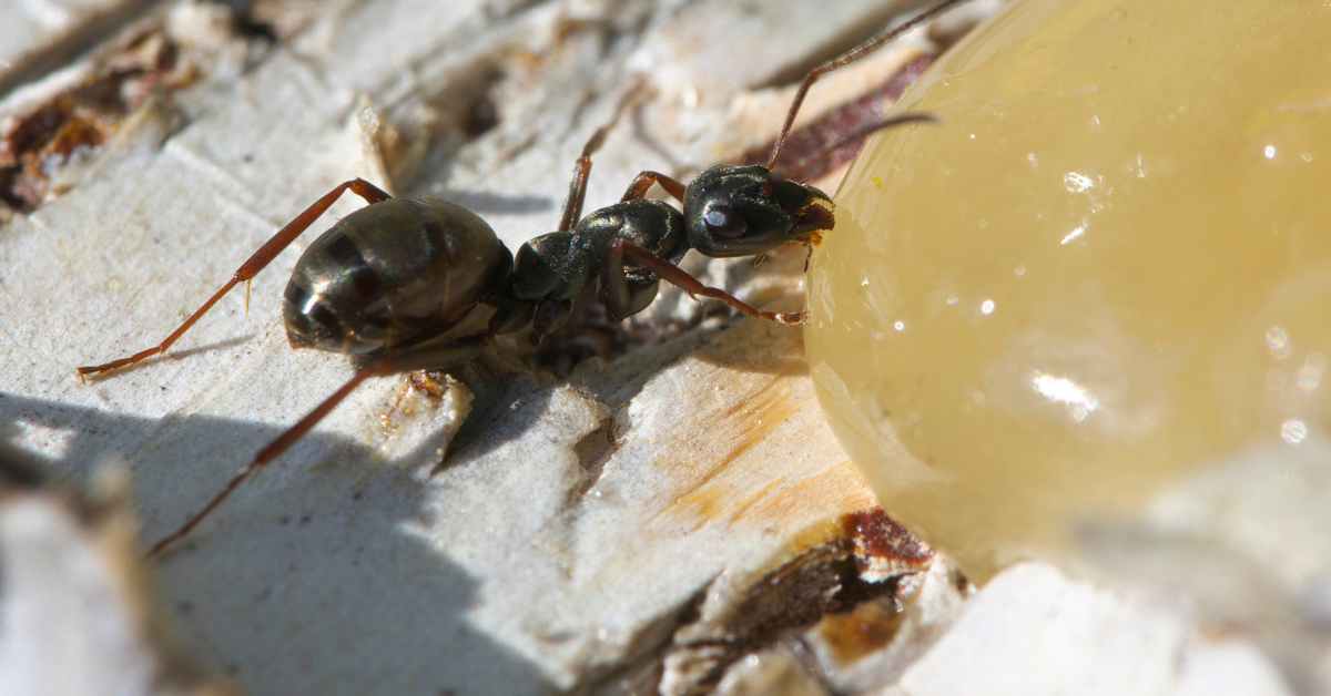 Can Ants Eat Through Glue?