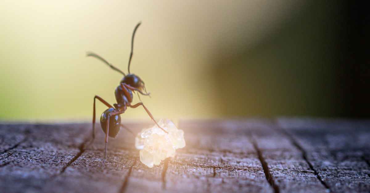 Can Ants Get Diabetes?