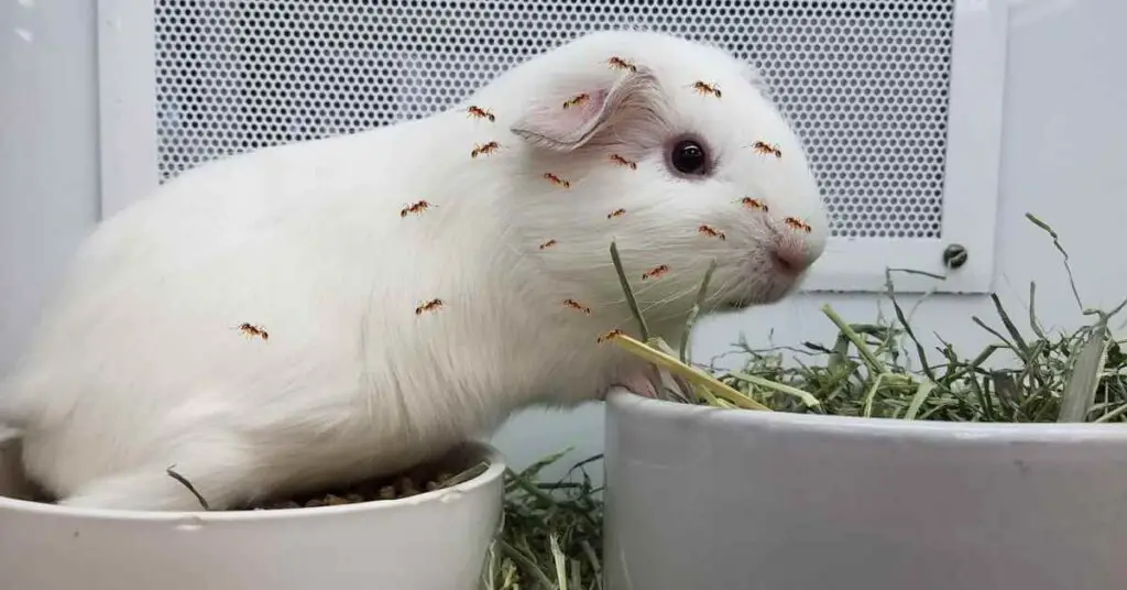 Can Ants Kill Guinea Pigs? Ants Authority