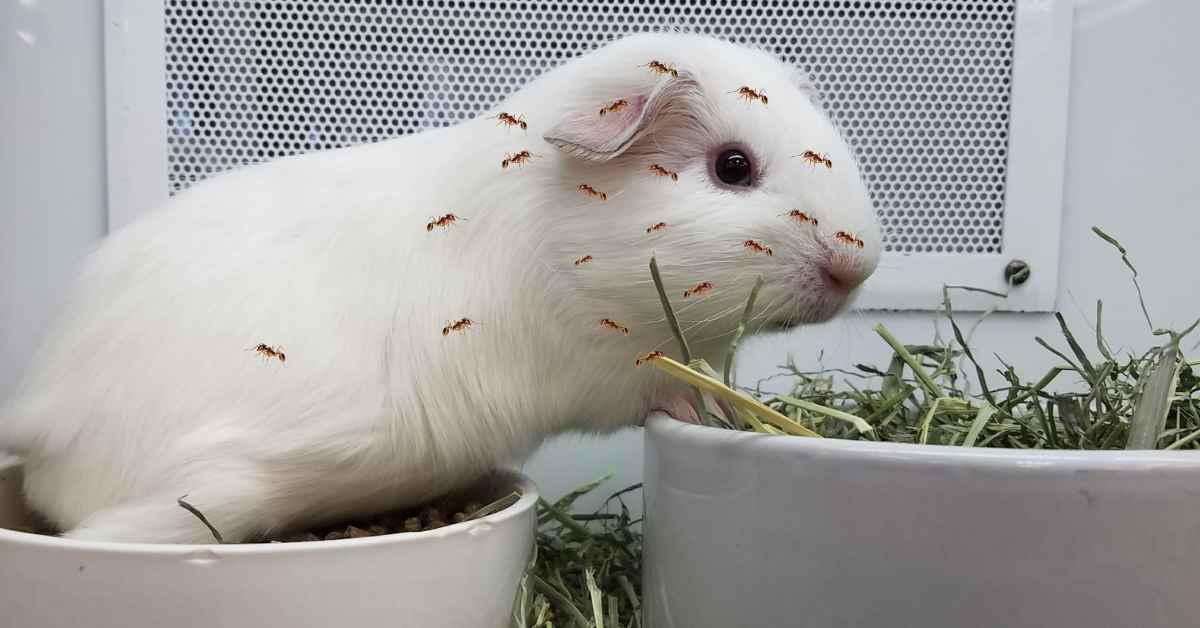 Can Ants Kill Guinea Pigs?