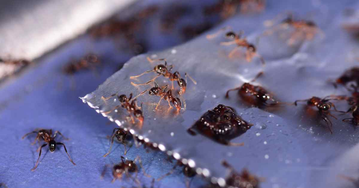 Does Ant Bait Expire?