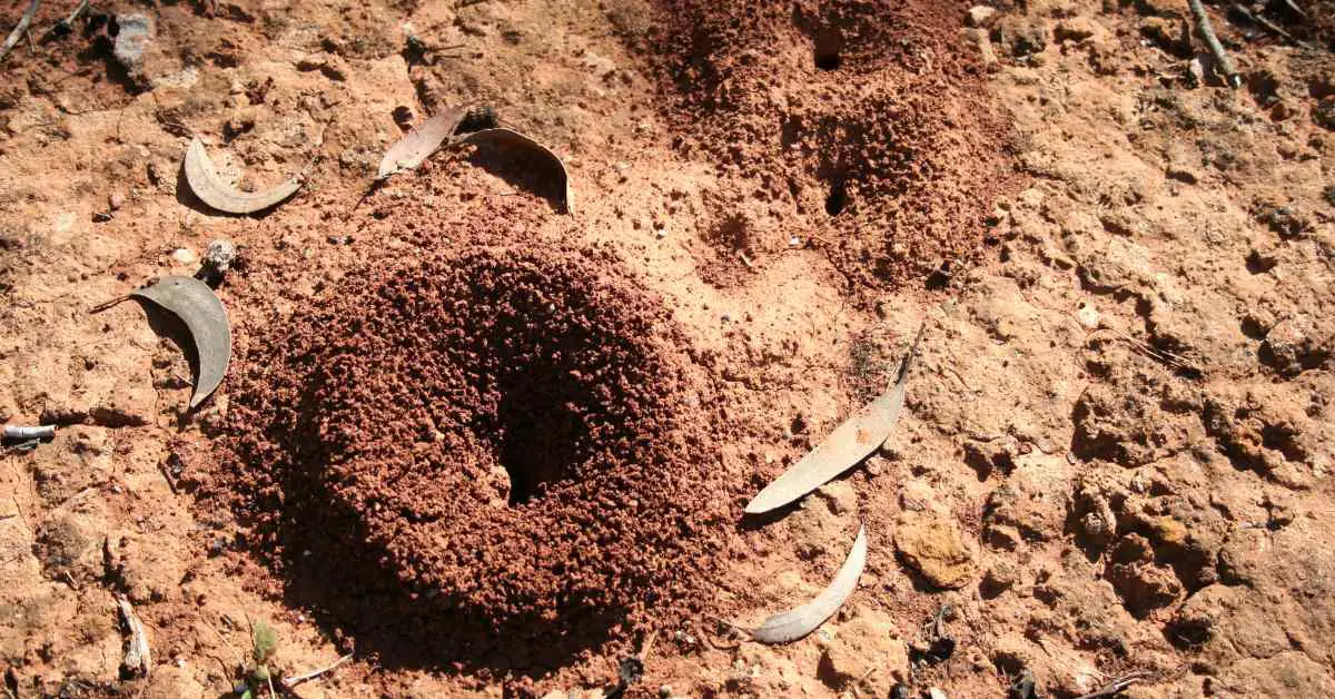How Do Ants Prevent Flooding?