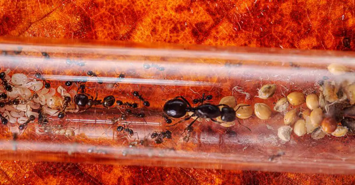 How Long Can Ants Live in a Test Tube?