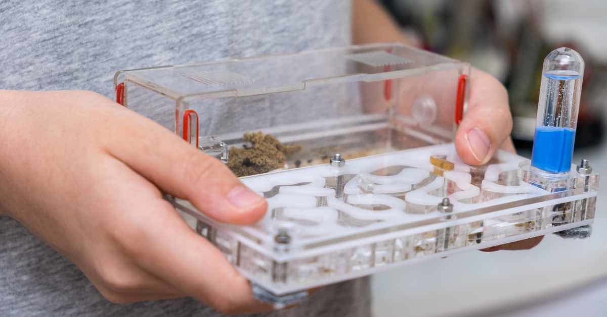 How Much Does an Ant Farm Cost?