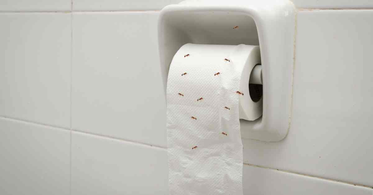 Why Are Ants Eating My Toilet Paper?