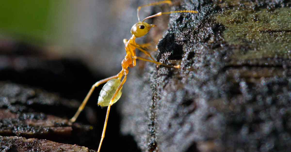 Can Ants Change Color?