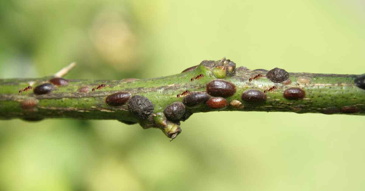 Do Ants Eat Scale Insects?