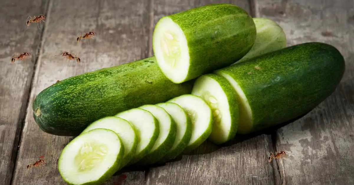 Do Ants Really Hate Cucumbers?