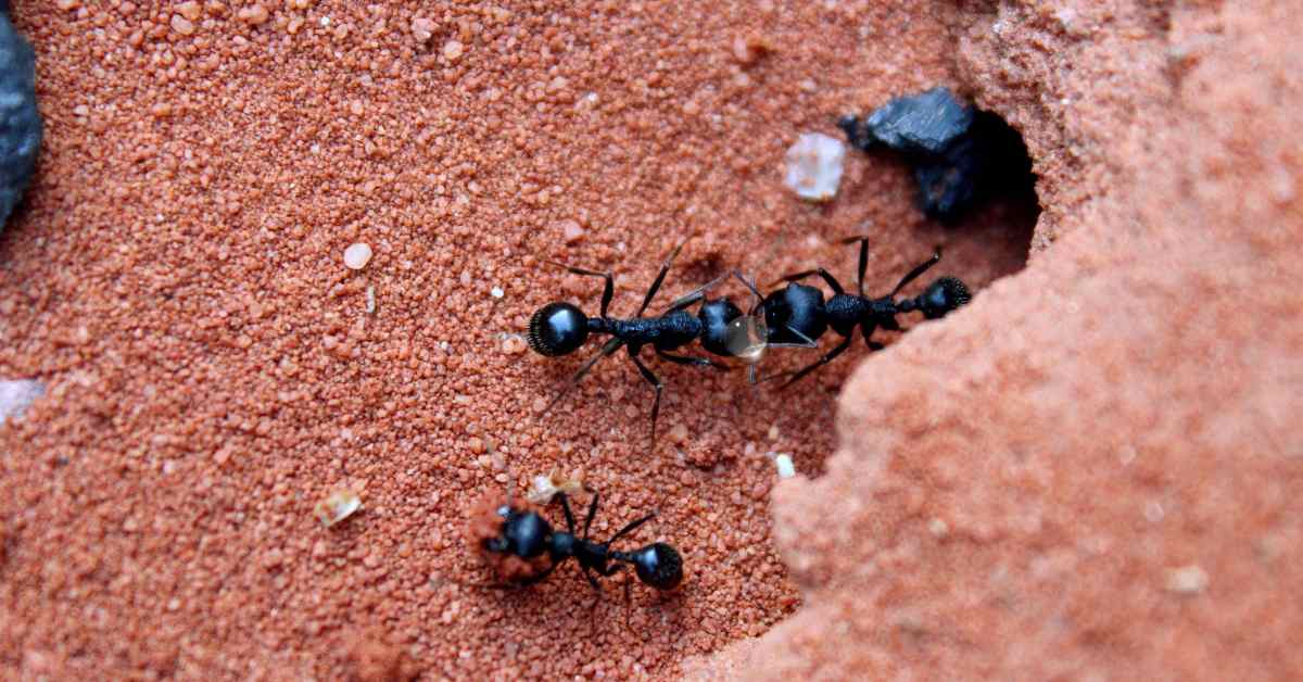 How Do Ants Get Water in The Desert?