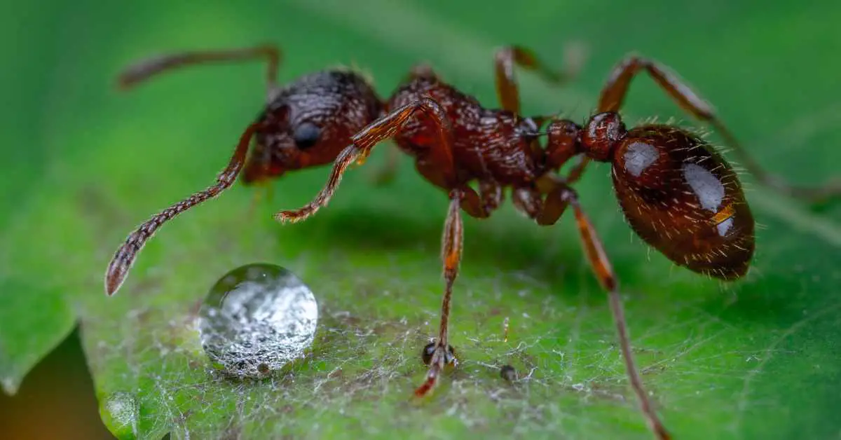 How Do Ants Transport Water?