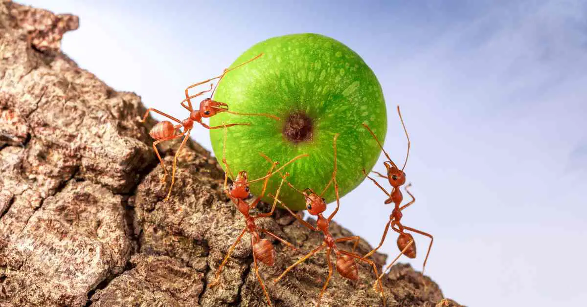 How Hard Working Are Ants?