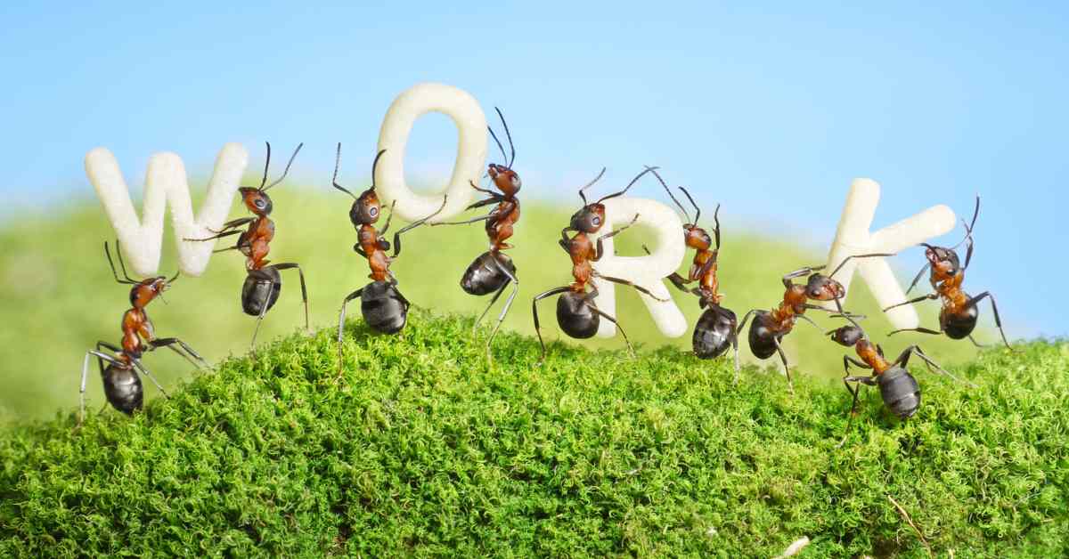 What Are the Jobs For Which the New Ants Are Trained?