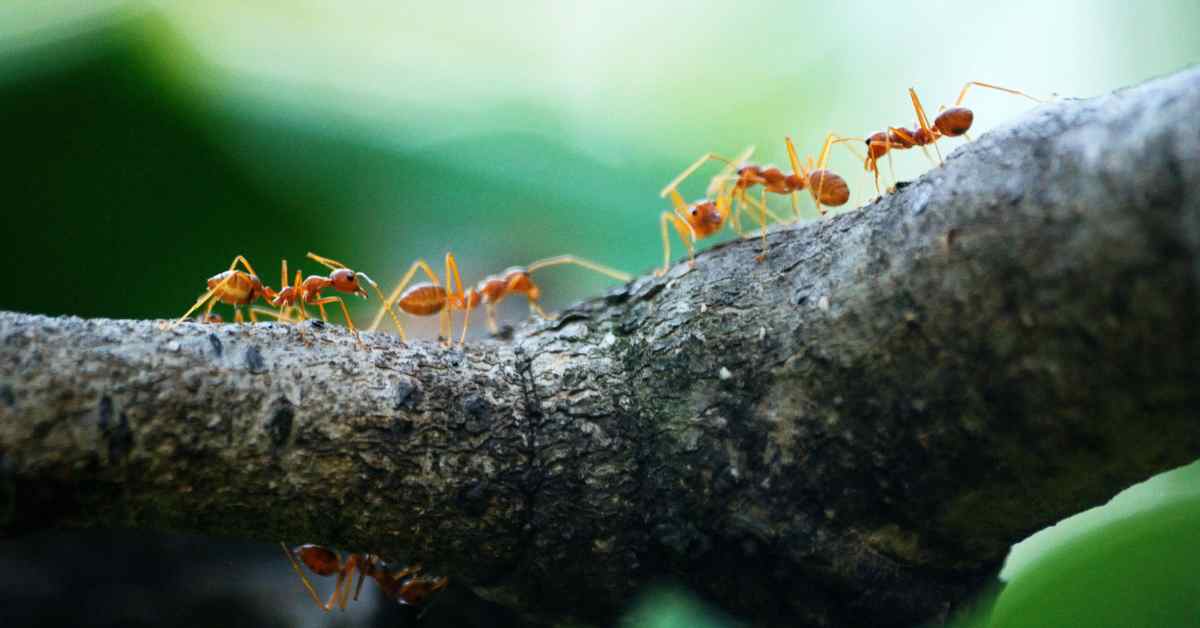 Why Are Ants Always Moving?