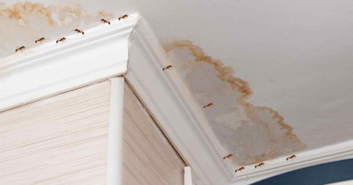 Why Are Ants Falling From My Ceiling?