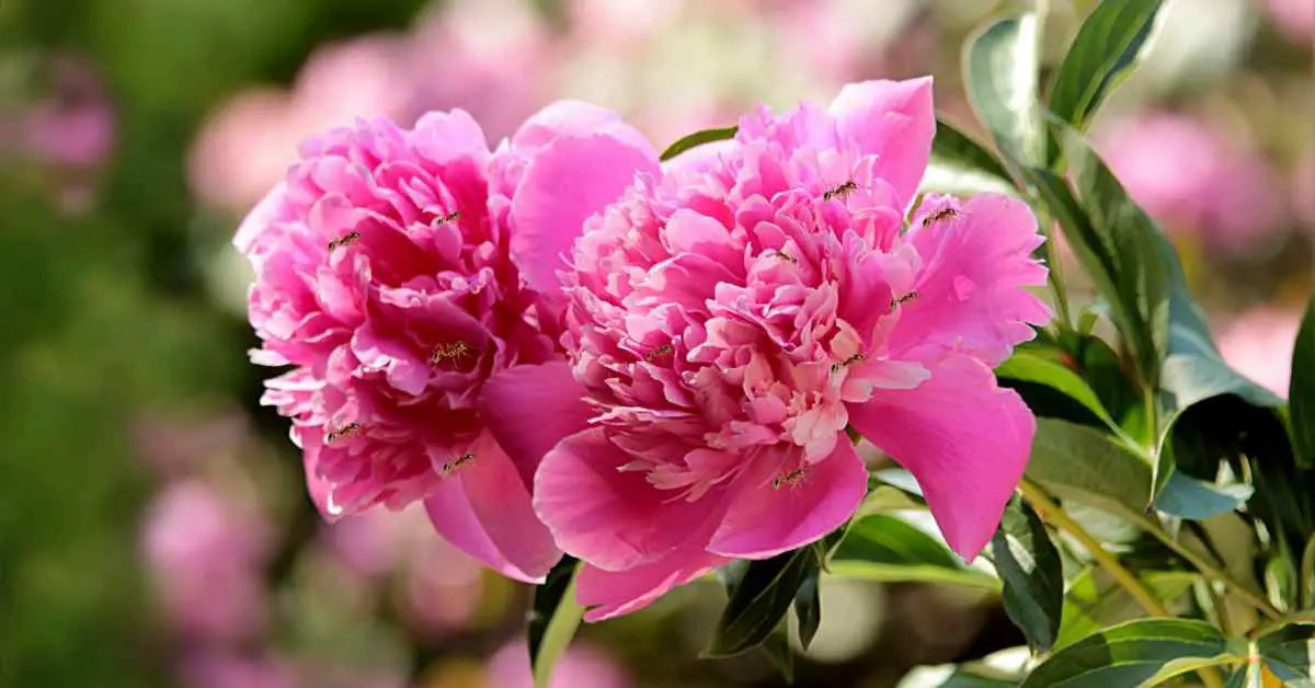 Why Do Peonies Attract Ants?