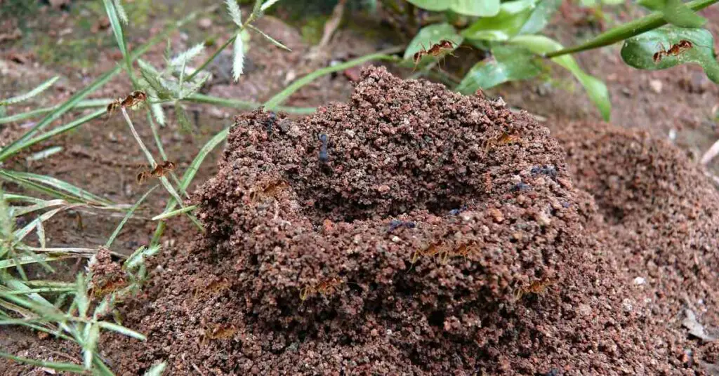 Are Ants Good For Soil? (Explained)