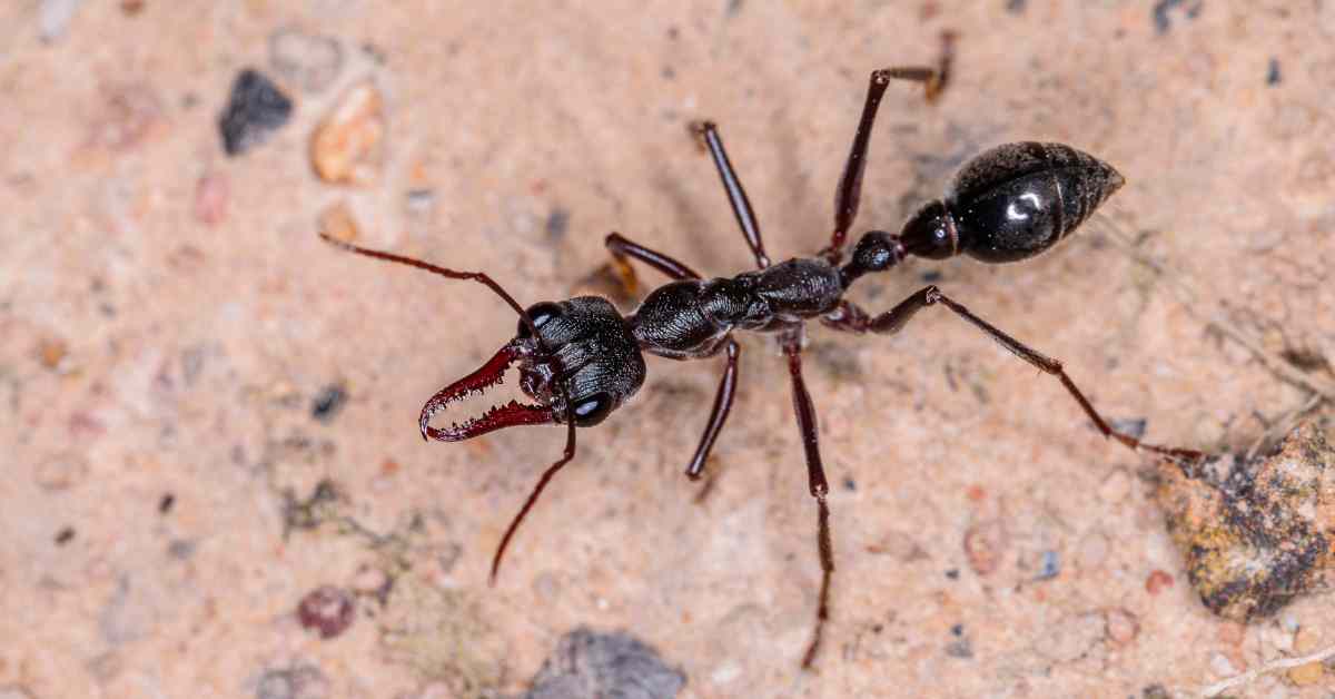 Are Bull Ants Poisonous?
