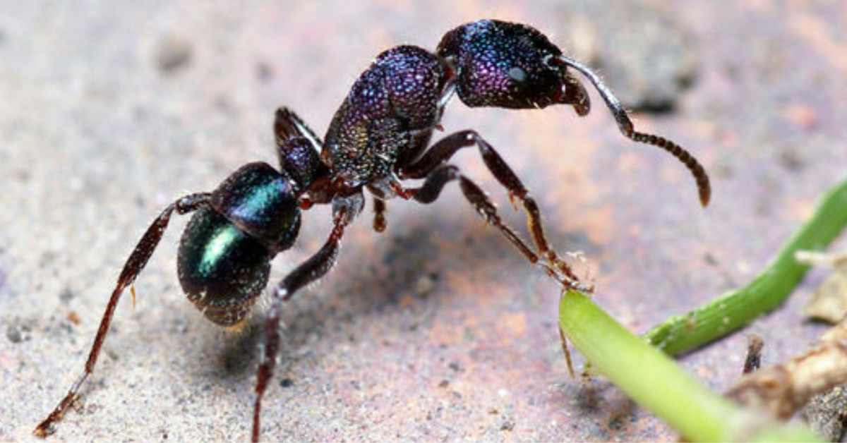 Are Green-Head Ants Poisonous?