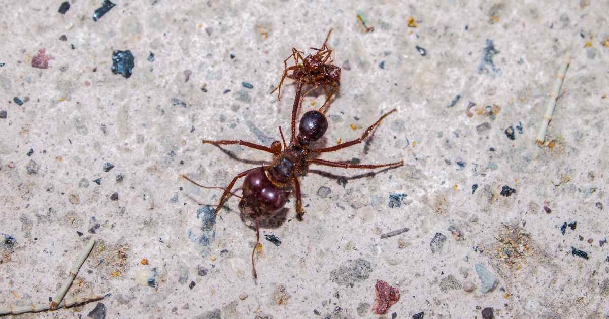 Are Pavement Ants Dangerous?