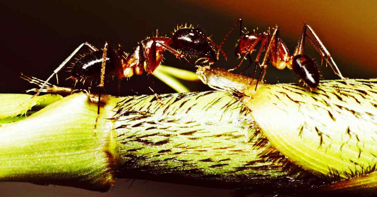 Can Ants Eat Bamboo?