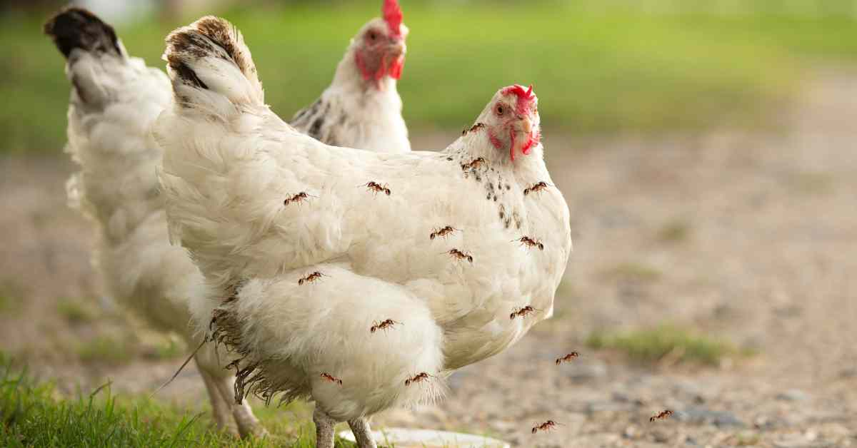Can Ants Kill Chickens?