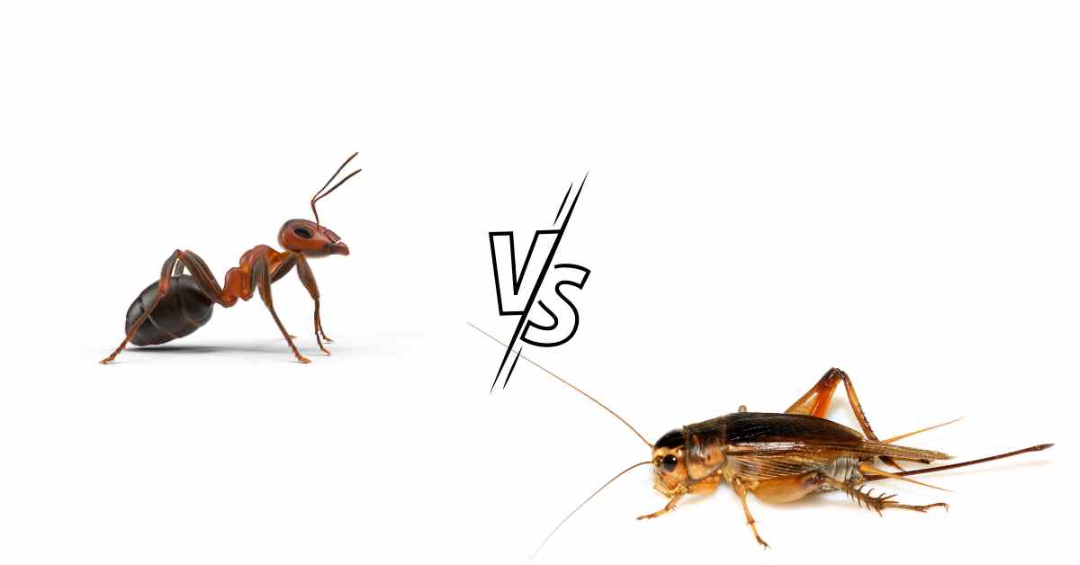 Can Ants Kill Crickets?